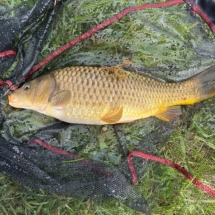 carp 2